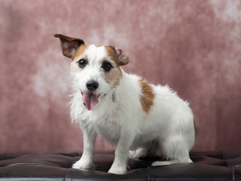 犬の撮影