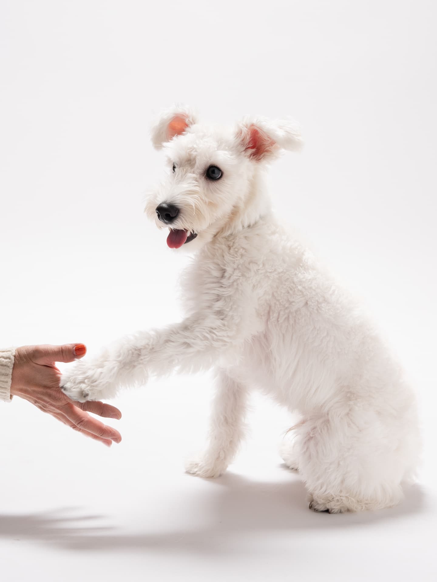 犬の撮影