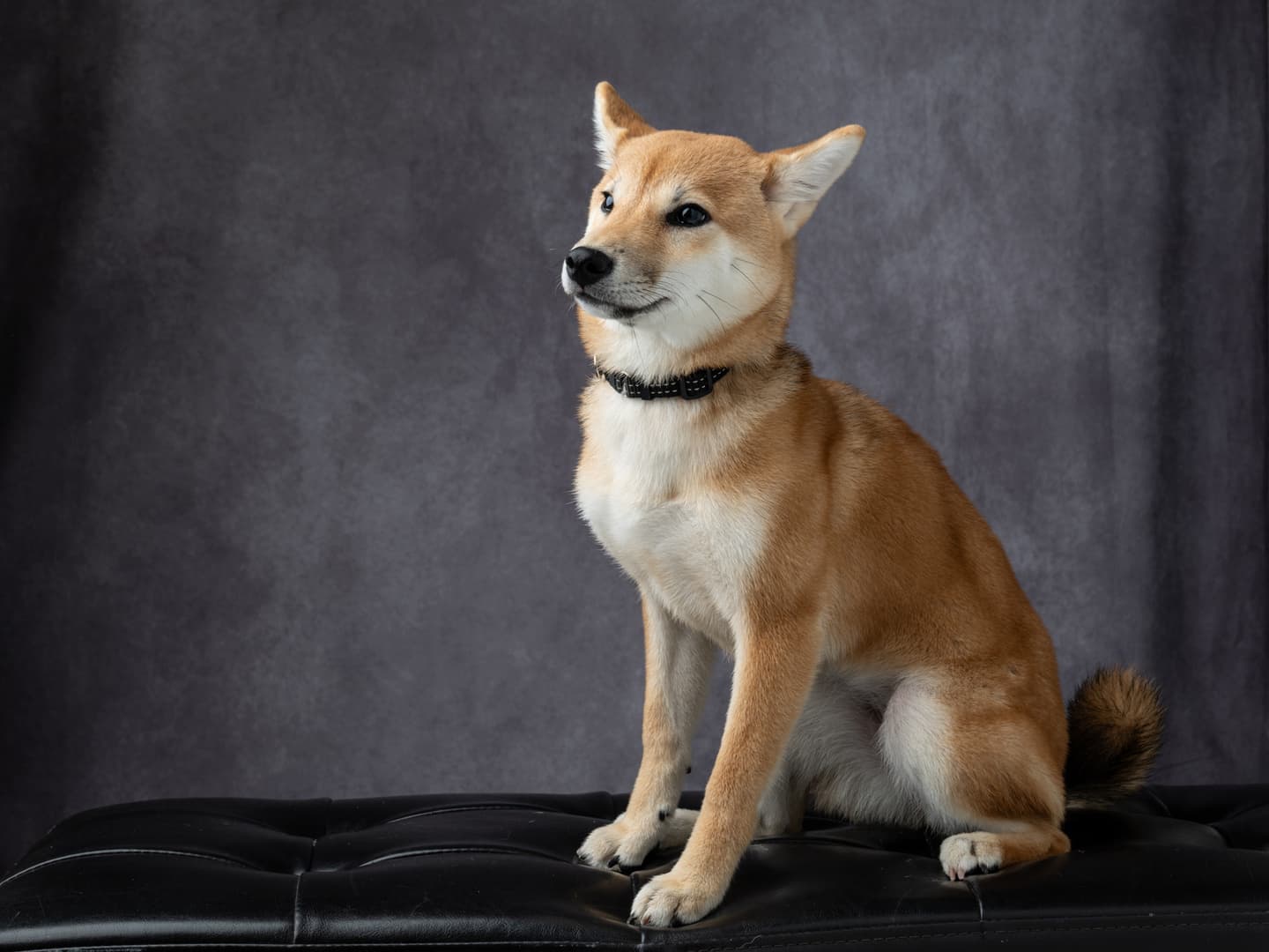犬の撮影