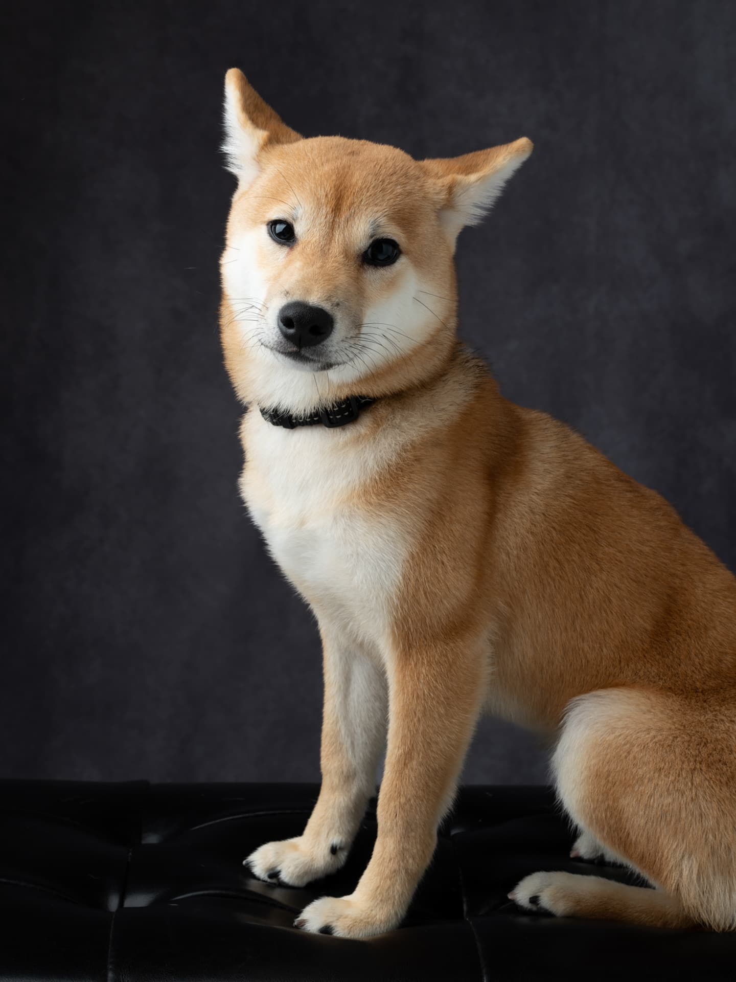 犬の撮影