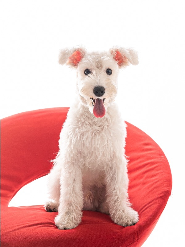 犬の撮影