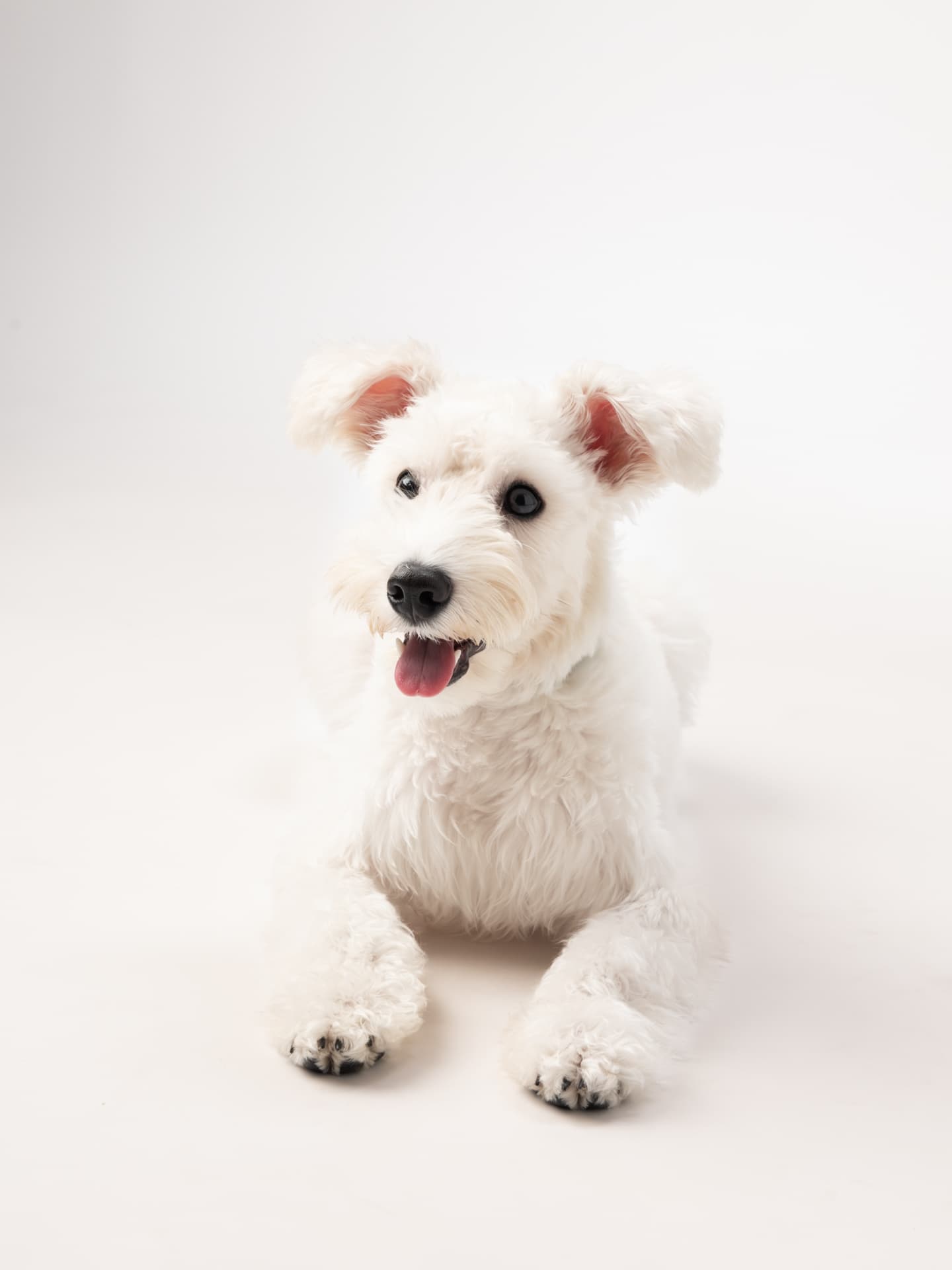 犬の撮影