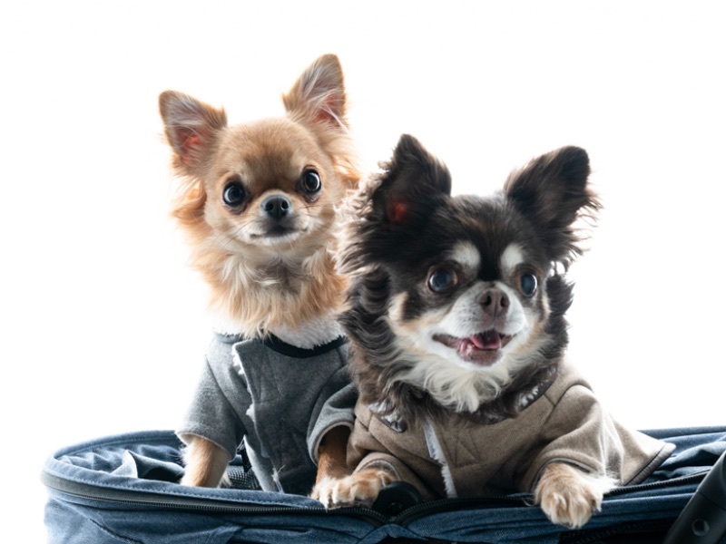 犬の写真