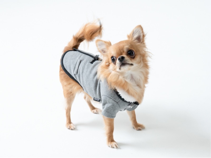 犬の写真