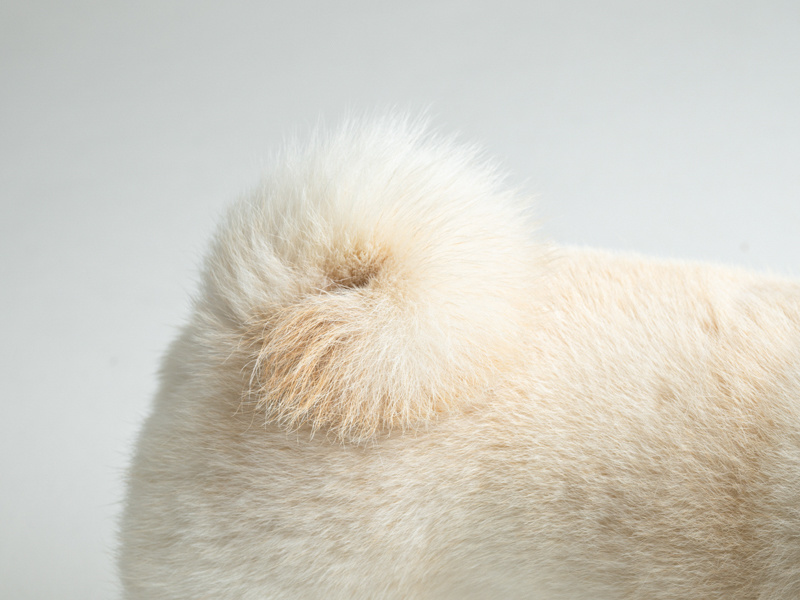 犬の写真